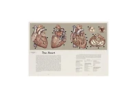 Anatomicum- Welcome to the Museum by Jennifer Z. Paxton