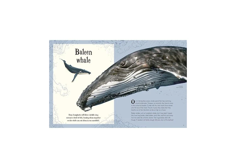 An Anthology of Intriguing Animals by Dk