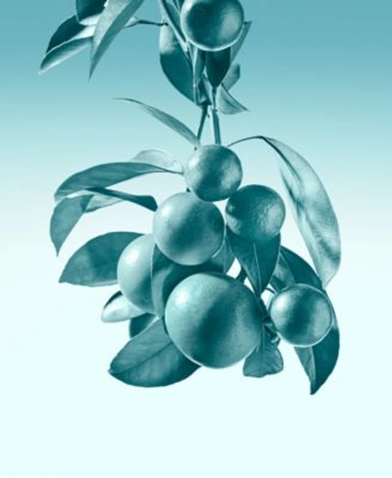 Tiffany Co. Eau De Parfum Fragrance Collection