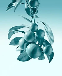 Tiffany Co. Eau De Parfum Fragrance Collection