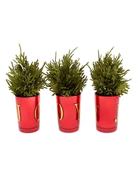 National Tree Company "Joy" Mini Trees, Set of 3, 8 Inches