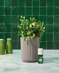Lifelines Boxwood Plant Diffuser