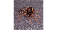 Transformers Mp-46 Blackarachnia Masterpiece Beast Wars
