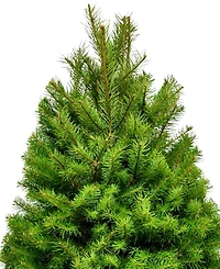 International Christmas Innovation Fresh Cut Real Christmas Tree Douglas Fir 4'-5'