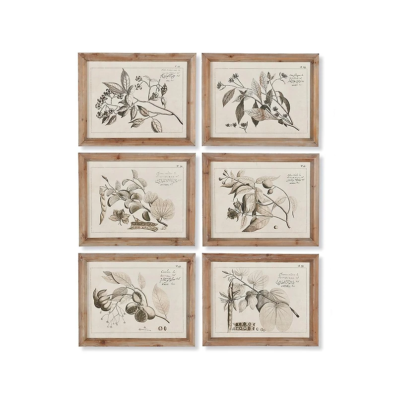 Fruit Bearing Branch Illustrations Set of 6
