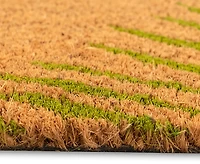 Liora Manne' Natura Palm Border 1'6"x2'6" Area Rug