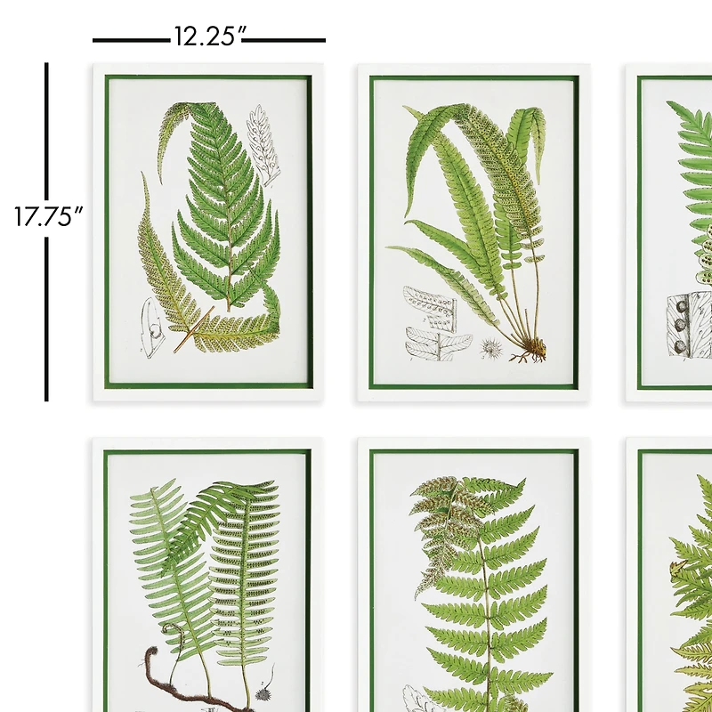 Layered Fern Prints Set of 6
