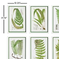 Layered Fern Prints Set of 6