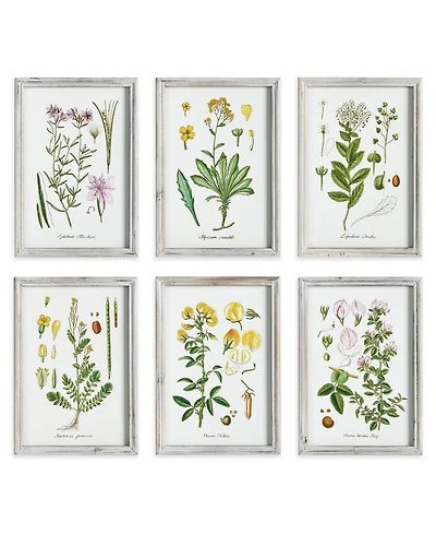 Perennial Botanical Study, Set Of 6 Wall Art