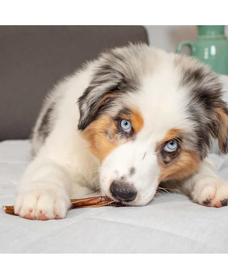 Bully Sticks: 3pk - Standard 6"