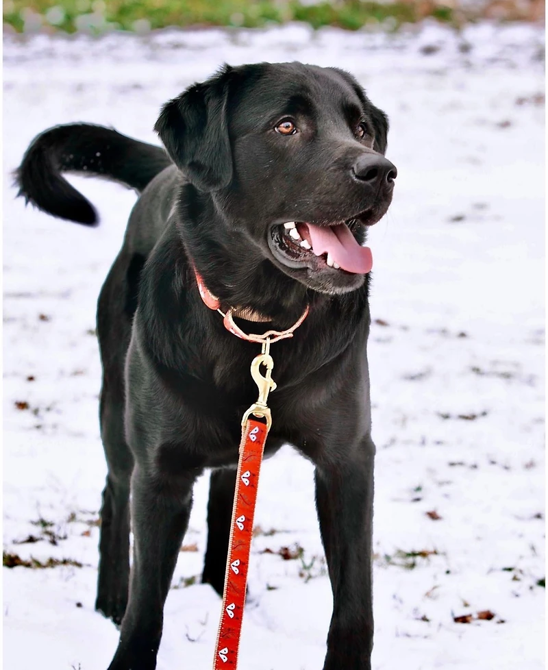 Up Country Foxy Dog Lead