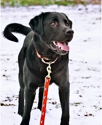 Up Country Foxy Dog Lead