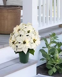 Puleo 19" Pre-Lit Artificial Potted White Poinsettias