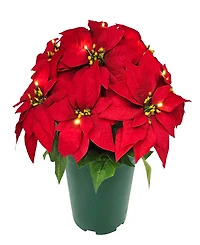 Puleo 22" Pre-Lit Artificial Potted Poinsettias