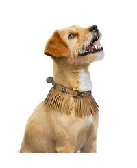 Blueberry Pet Silver-Powered Freshness Microfiber Suede Dog Collar Camel Tan – Fringed Style with Turquoise Studs