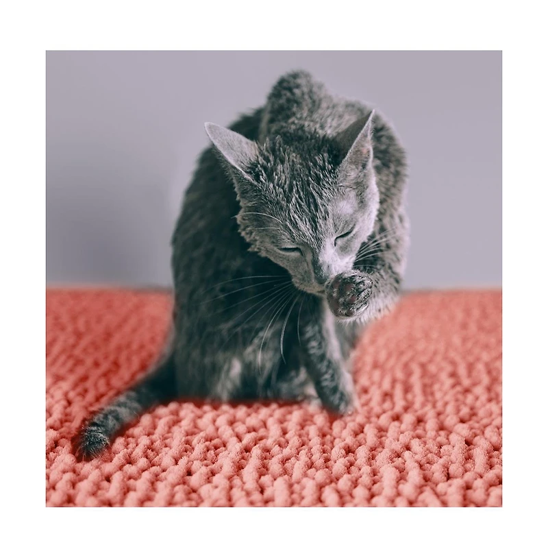 CatGuru Cat Litter Mat, Heavy-Duty