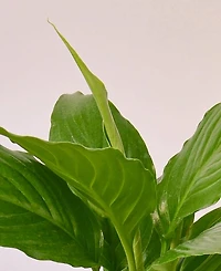 Spathiphyllum 'Peace Lily' Live Plant, 4" Pot