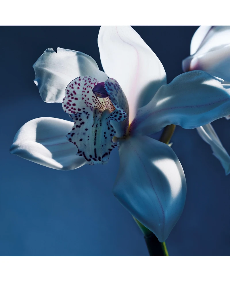Chloe Atelier des Fleurs Orchidee de Minuit Eau de Parfum Spray, 5 oz.