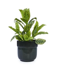 Clihome Handmade Ceramic Planter Set of 3, 15/14/9 Inch Diameter, Ribbed Pattern, for Succulents Indoor/Outdoor Use on Windowsill and Bookshelf