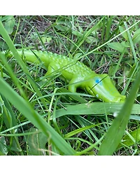 Haba Little Friends Crocodile - 7" Chunky Plastic Zoo Animal Toy Figure