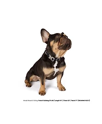 Nandog The Waterproof Poly-Flex Sport Dog Collar