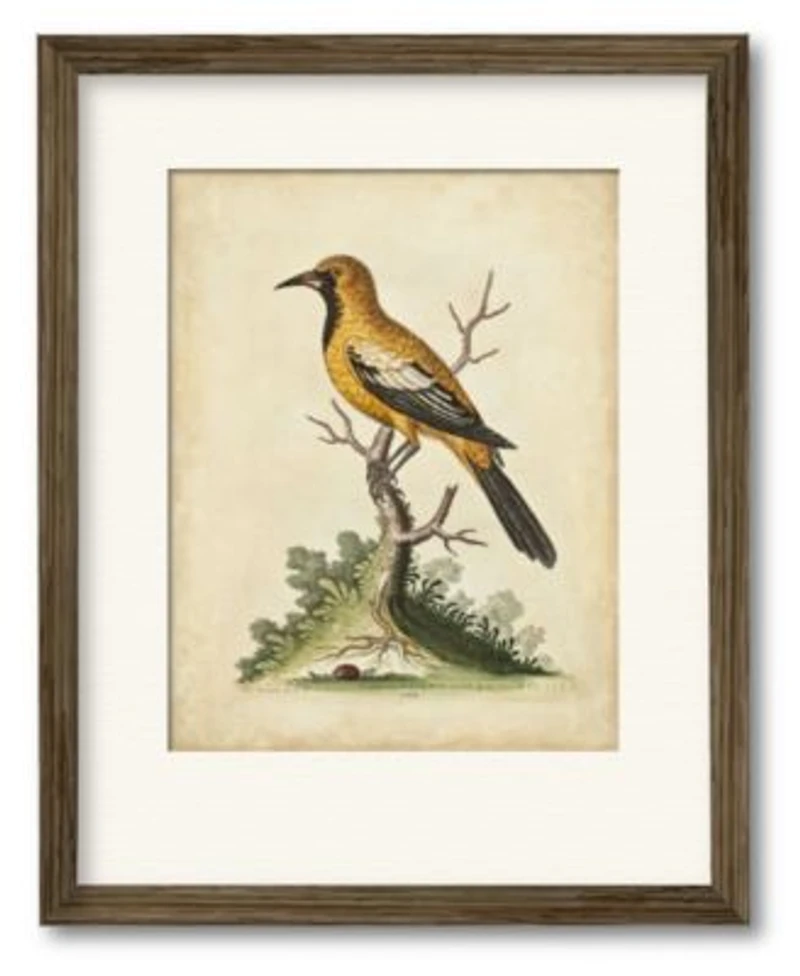 Courtside Market Edwards Gold Finch Framed Matted Art Collection