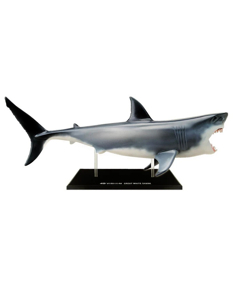4D Master 4D Vision Great White Shark Anatomy Model