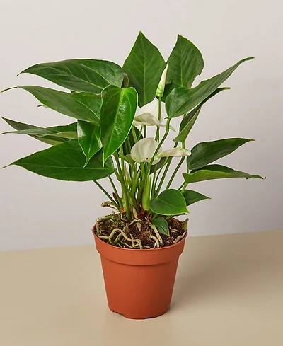White Anthurium Live Plant, 4" Pot