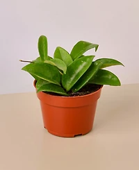 Hoya Carnosa Live Plant, 4" Pot