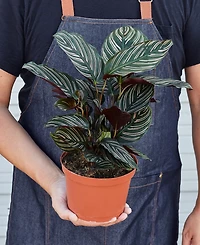 Calathea 'Ornata' Live Plant, 6" Pot