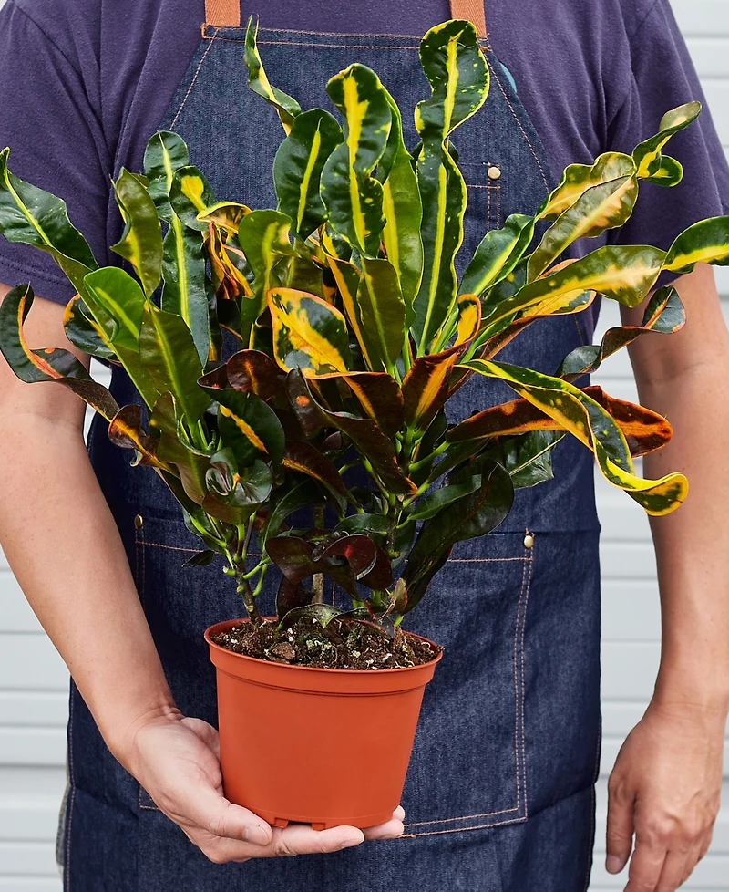 Croton Mammy Live Plant, 6" Pot