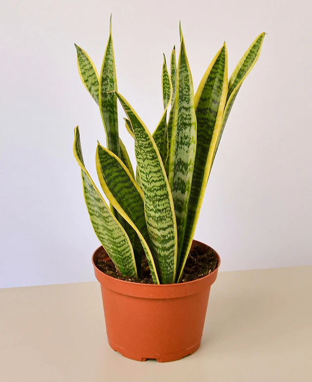 buy snake plant atlantic avenue Assorted Sansevieria (Snake Plant)  America's Gardens Nursery