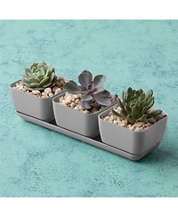 Novelty (10010) Herb Trio with Attached Tray, 12" x 14" - Grey