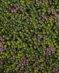 Nearly Natural 6x6" Purple and Green Clover Mat, Set of 12