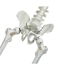 Yescom 2PCS Pirate Life Size Skeleton Poseable Full Size Halloween Party Decoration Haunted House 2024