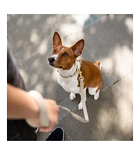 Dog Leash 4 ft