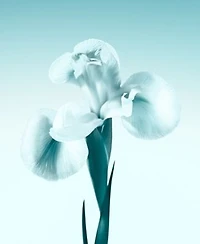 Tiffany Co. Eau De Parfum Fragrance Collection