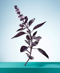 Tiffany Co. Womens Tiffany Love Collection