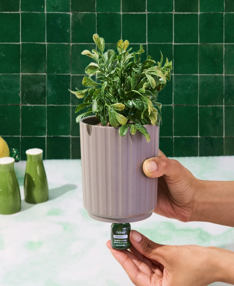 Lifelines Boxwood Plant Diffuser
