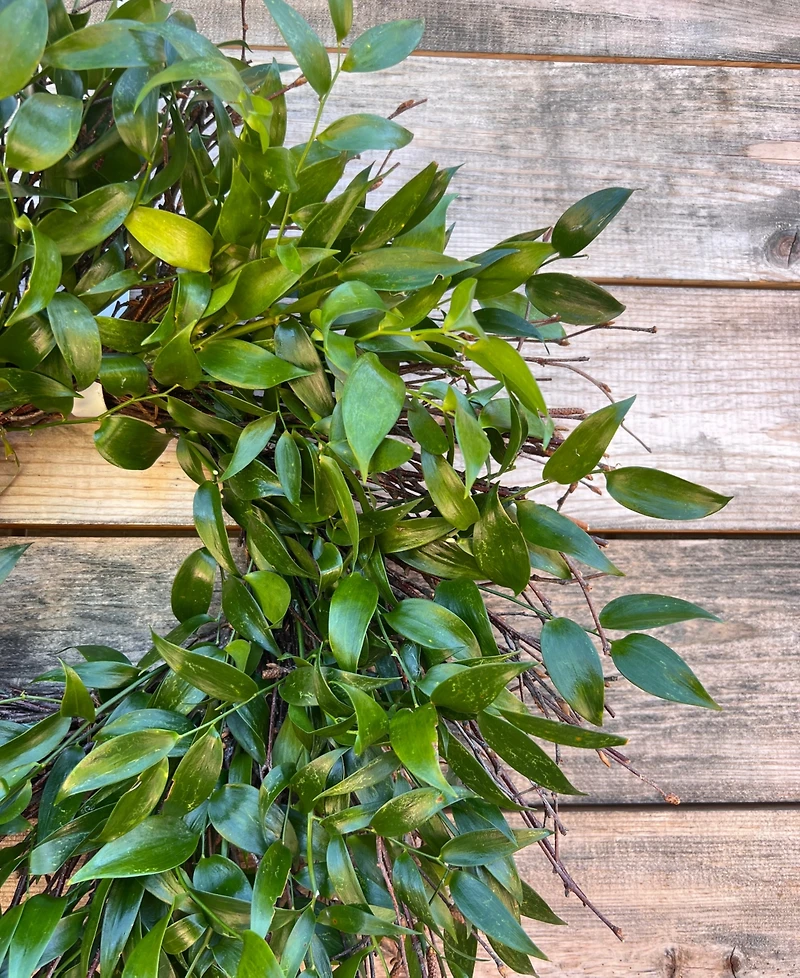 GreenishBlu Long Lasting Italian Ruscus Real Wreath, 22"