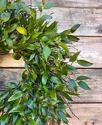 GreenishBlu Long Lasting Italian Ruscus Real Wreath, 22"
