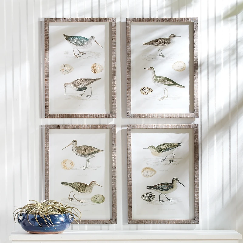 Coastal Birds Study Set of 4