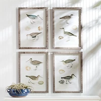 Coastal Birds Study Set of 4