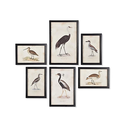 Waterfowl Gallery, Set Of 6