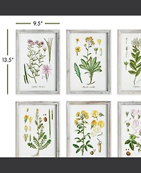 Perennial Botanical Study, Set Of 6 Wall Art