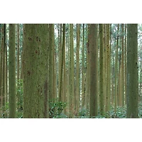 Canon Rf-s 18-45mm f/4.5-6.3 Is Stm Lens