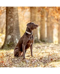 Up Country Gray Buffalo Check Dog Collar
