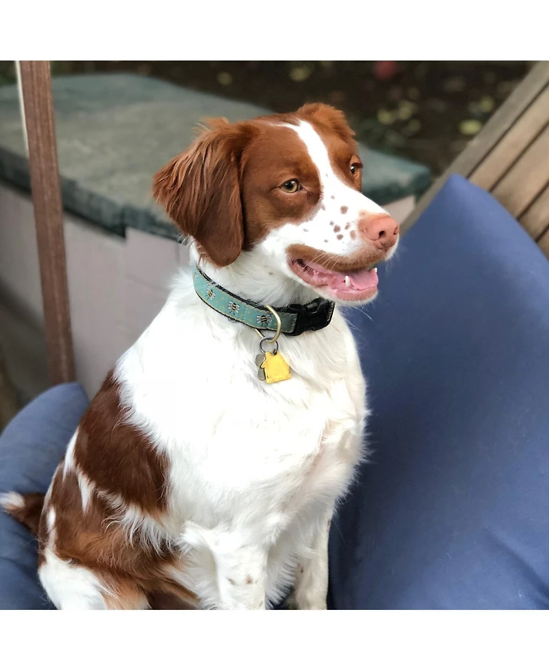 Up Country Bee Dog Collar