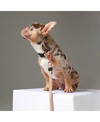 Dogistry 3-in-1 City Dog Leash