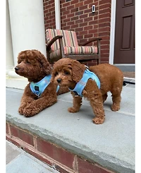 Dogistry The Air Harness - Ocean